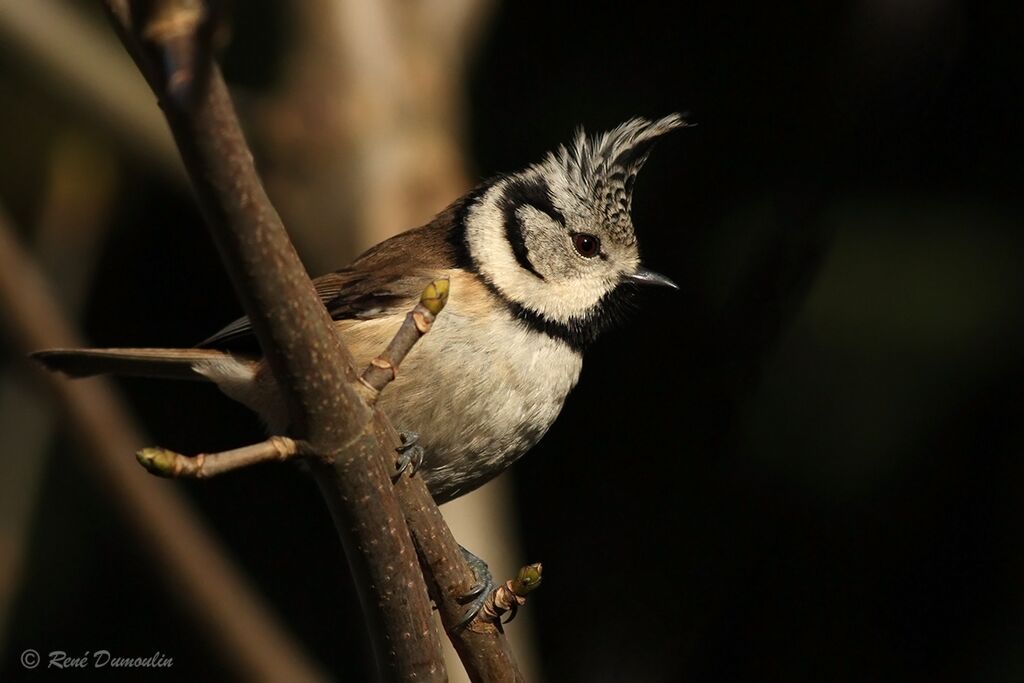 European Crested Titadult, identification