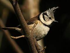 European Crested Tit