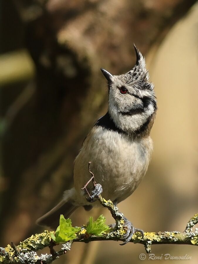 Mésange huppéeadulte nuptial, identification