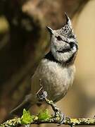 European Crested Tit