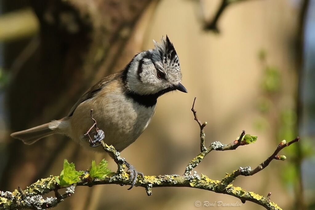 European Crested Titadult breeding, identification