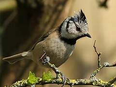 European Crested Tit