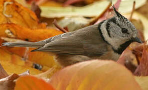 Crested Tit