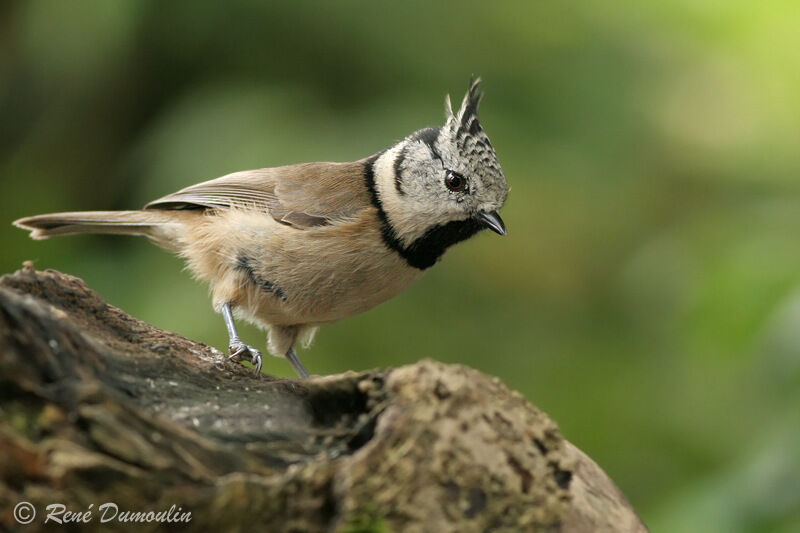 European Crested Titadult