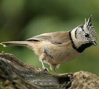 Crested Tit