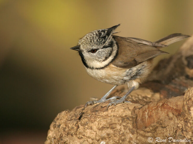 Mésange huppéeadulte