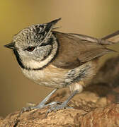 European Crested Tit