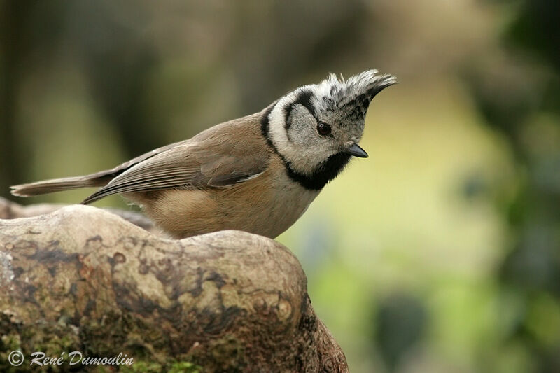 Mésange huppéeadulte, identification