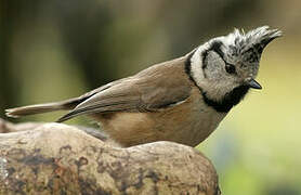 European Crested Tit