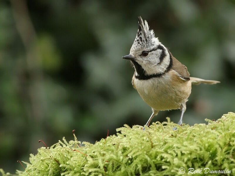 Mésange huppéeadulte, identification