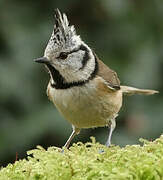 Crested Tit