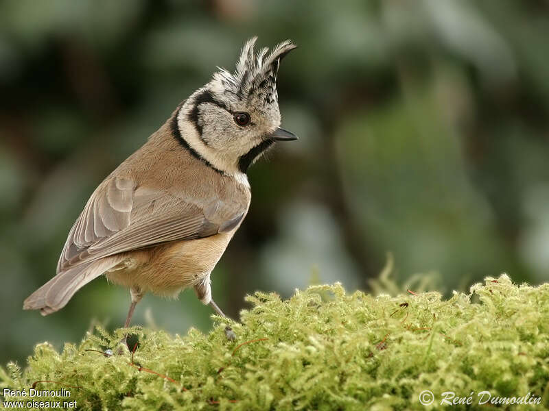 Mésange huppéeadulte, identification