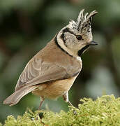 European Crested Tit