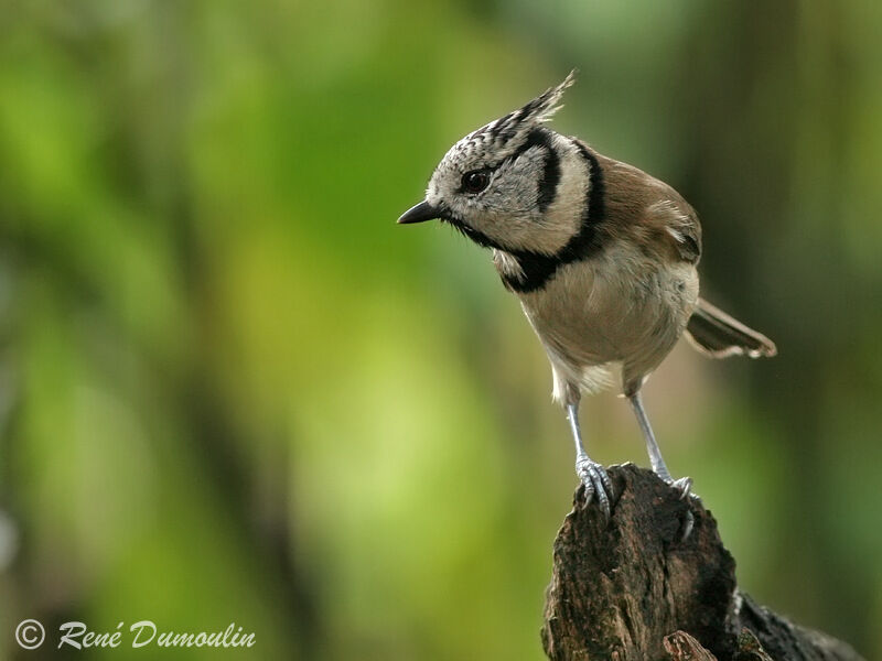 Mésange huppéeadulte, identification