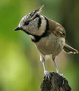 European Crested Tit