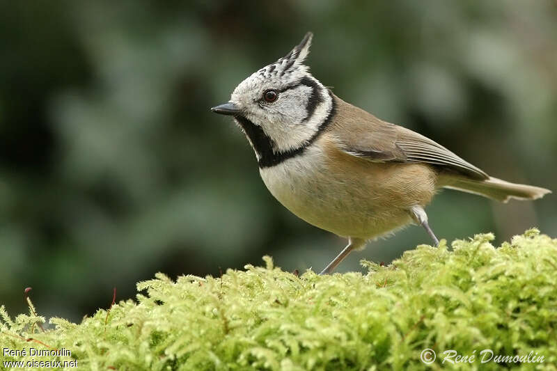 Mésange huppéeadulte, identification