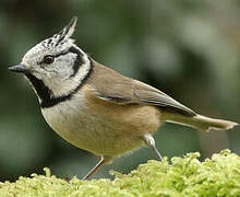 European Crested Tit