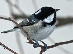 Coal Tit