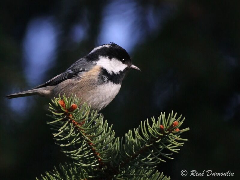 Mésange noireadulte, identification