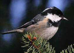 Coal Tit