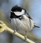 Coal Tit