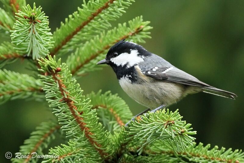 Mésange noireadulte, identification