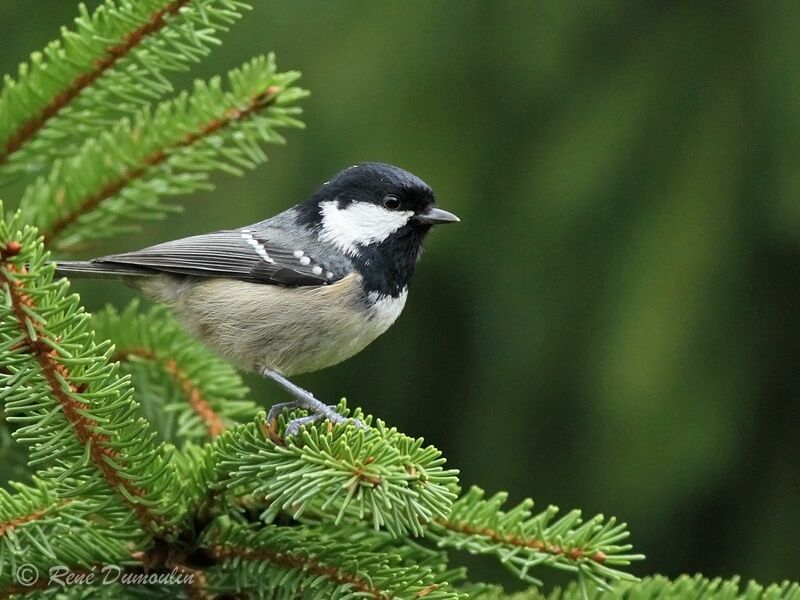 Coal Tit