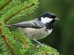 Coal Tit