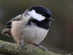 Coal Tit