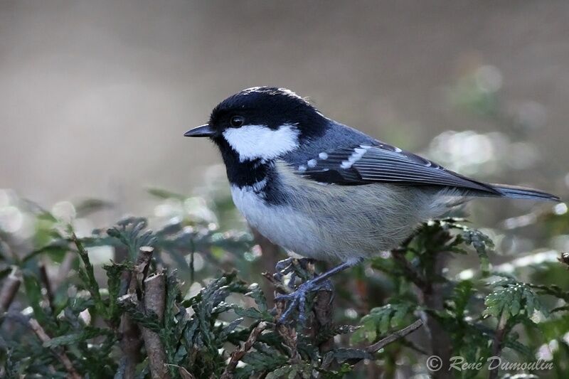 Mésange noireadulte, identification