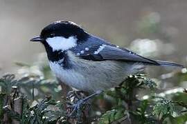 Coal Tit