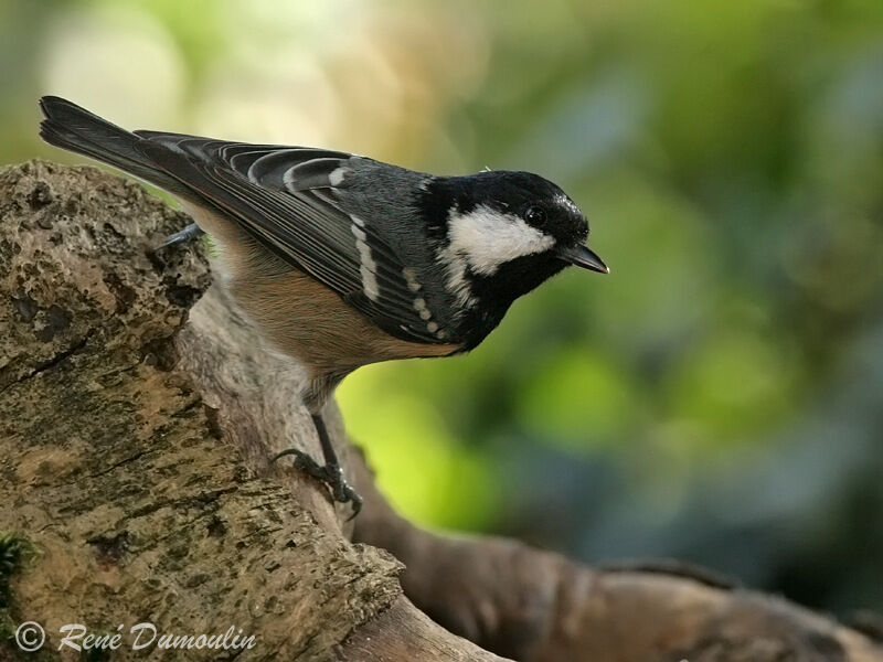 Mésange noireadulte, identification