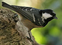 Coal Tit