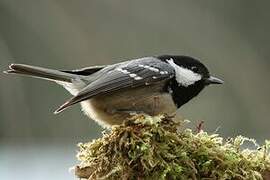 Coal Tit