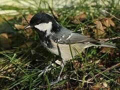 Coal Tit