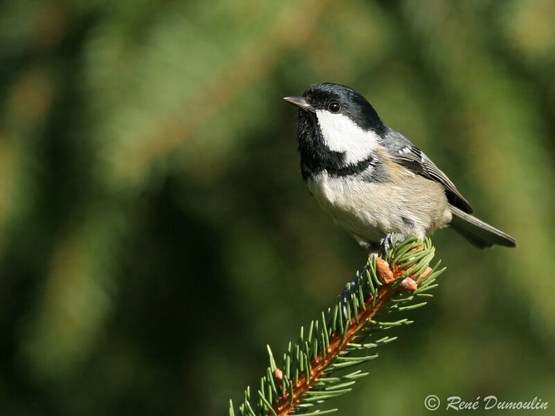 Mésange noireadulte