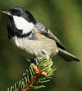 Coal Tit