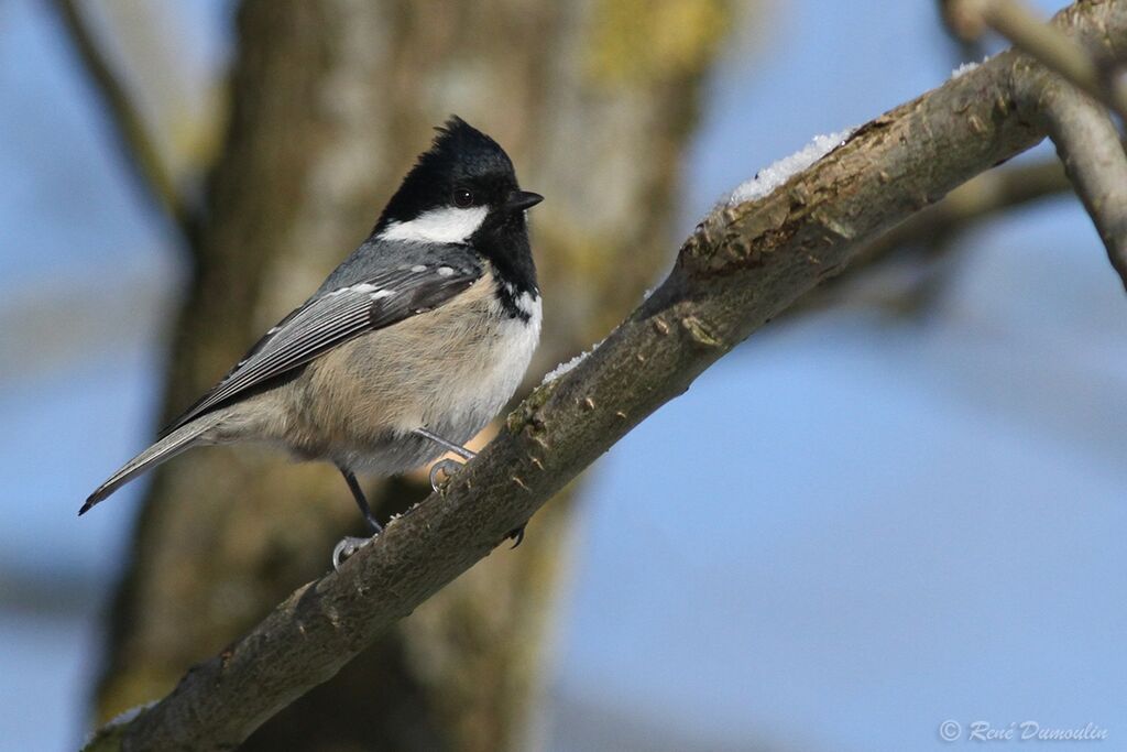 Mésange noireadulte, identification