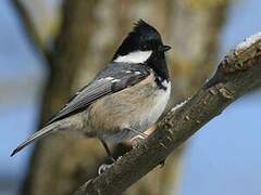 Coal Tit