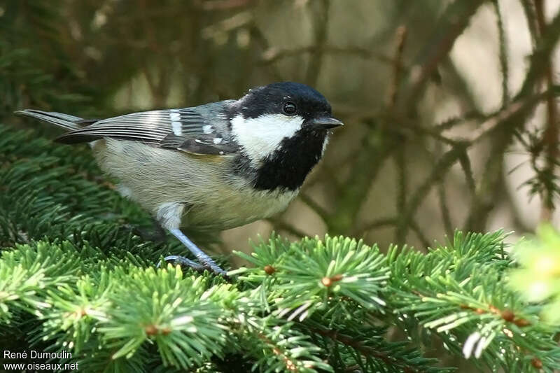 Coal Titadult, identification