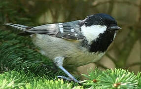 Coal Tit