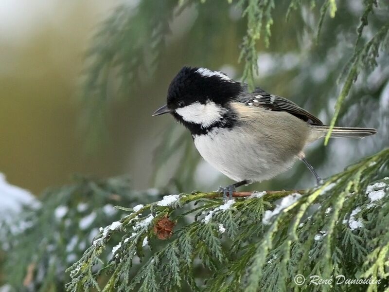 Coal Tit, identification