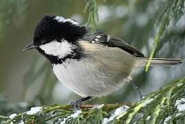 Coal Tit