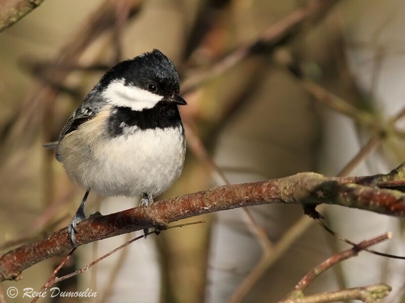 Mésange noire, identification