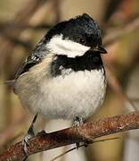 Coal Tit