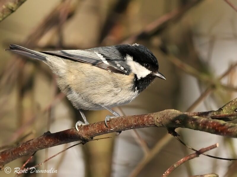 Coal Tit, identification