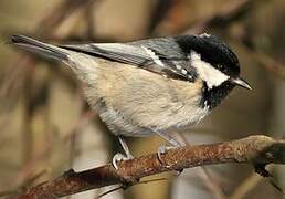 Coal Tit