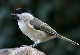 Marsh Tit