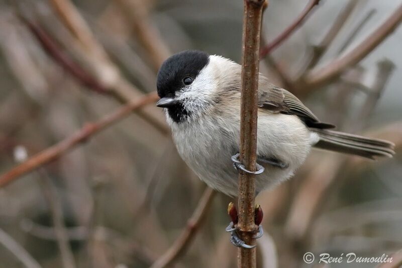 Mésange nonnetteadulte, identification