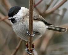 Marsh Tit